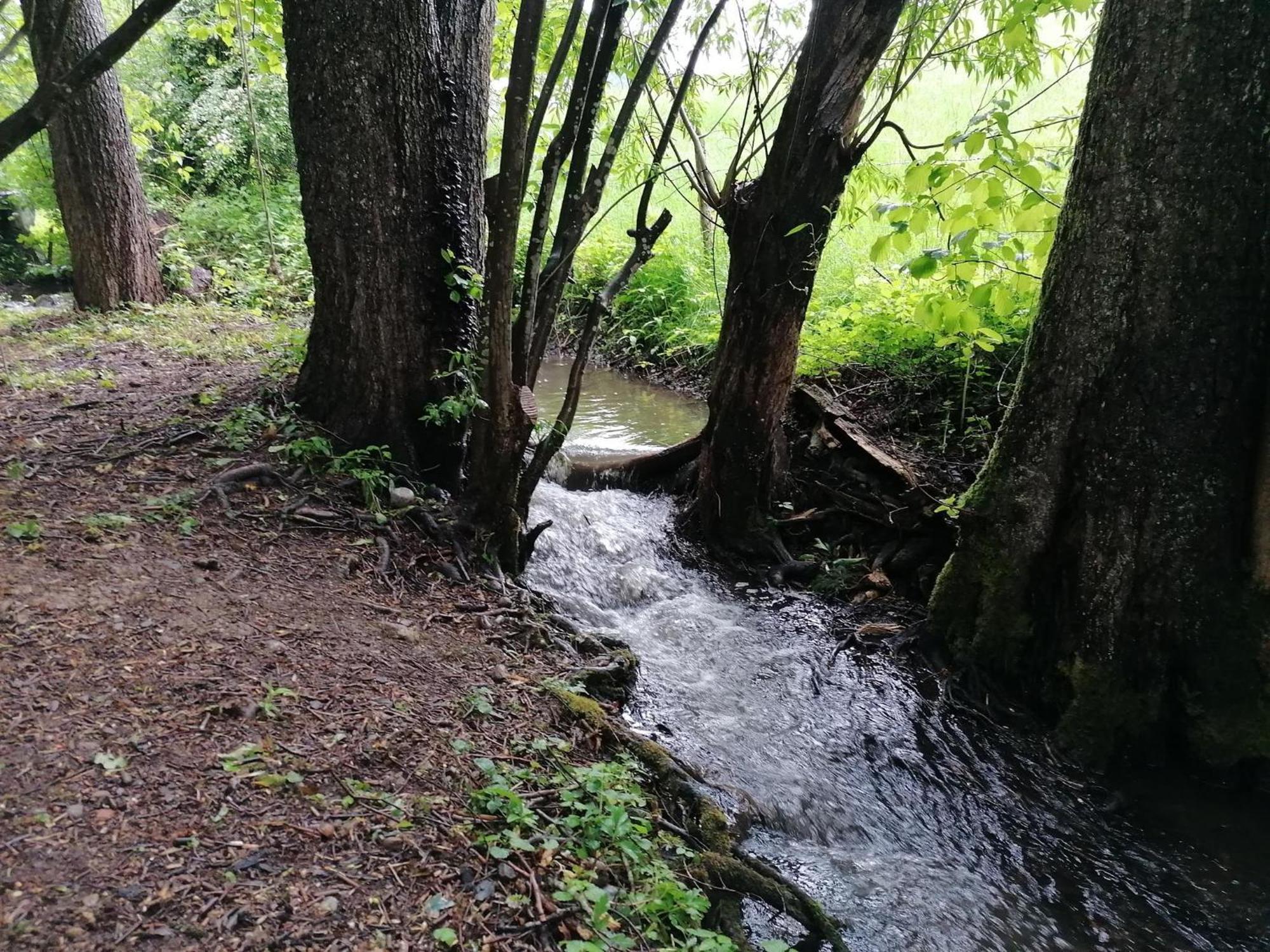 Wangen im Allgäu Ferienwohnung "Am Seebach" מראה חיצוני תמונה